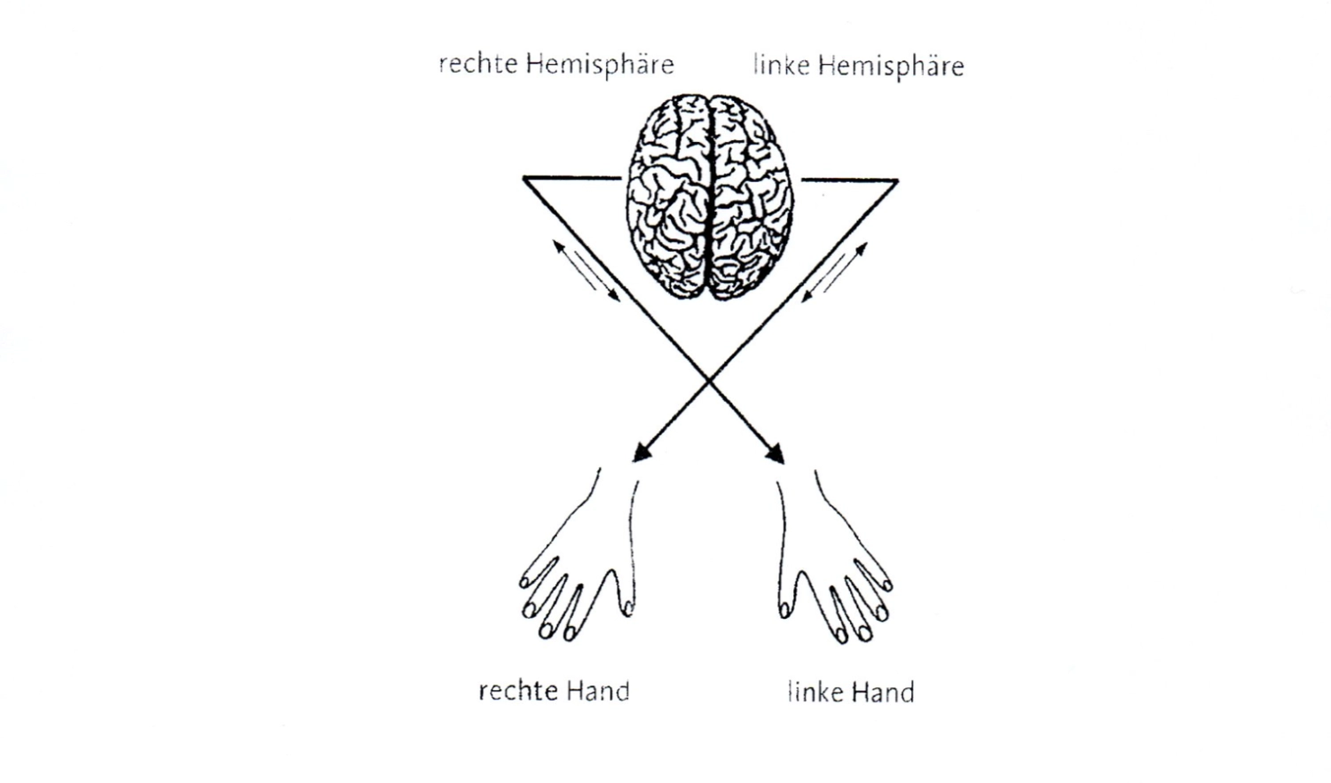 Linkshänder Beraterin Mandy Hartung – Diagramm der Verbindung zwischen Gehirn und Händen